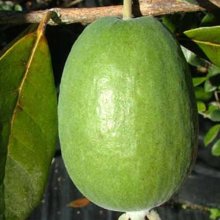 Feijoa Unique Picture of Feijoa Unique (1900)