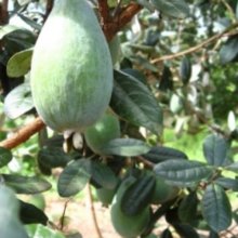 Feijoa Waingaro Picture of Feijoa Waingaro (28650)