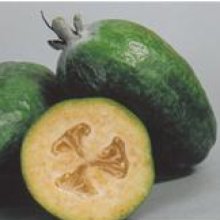 Feijoa White Goose Picture of Feijoa White Goose (11977)
