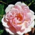 Picture of Felicite et Perpetue Clg-Rose (1907)