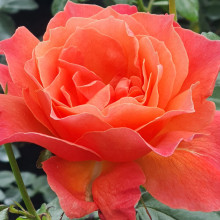 Fellowship-Rose Picture of Fellowship-Rose (1908)