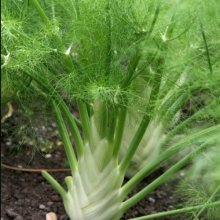 Fennel Florence Picture of Fennel Florence (7411)