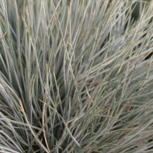 Festuca Coxii Picture of Festuca Coxii (1965)