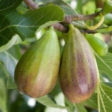 Picture of Fig Brunswick (8150)