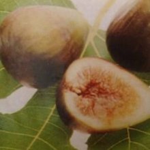 Picture of Fig Preston Prolific (8153)