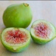 Fig Ventura Picture of Fig Ventura (8855)
