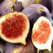 Fig Vlassoff Picture of Fig Vlassoff (1980)