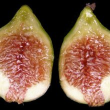 Fig White Adriatic Picture of Fig White Adriatic (1981)