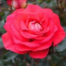Fireball-Rose Picture of Fireball-Rose (10827)