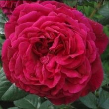Fishermans Friend-Rose Picture of Fishermans Friend-Rose (1987)