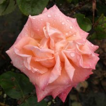 Flamboyance-Rose Picture of Flamboyance-Rose (1989)