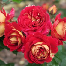 Flashback Std 80cm-Rose Picture of Flashback Std 80cm-Rose (29928)