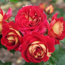 Flashback-Rose Picture of Flashback-Rose (29916)