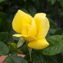 Flower Carpet Gold Std 90cm-Rose Picture of Flower Carpet Gold Std 90cm-Rose (2001)