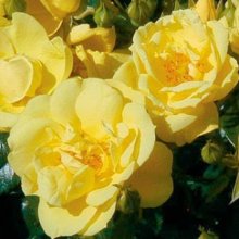 Flower Carpet Gold Picture of Flower Carpet Gold (1999)
