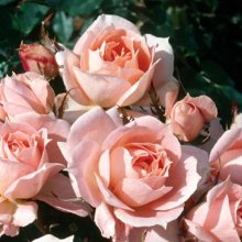 Flower Power Std 45cm-Rose Picture of Flower Power Std 45cm-Rose (2016)