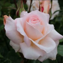 Fond Memories-Rose Picture of Fond Memories-Rose (2018)