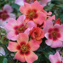 For Your Eyes Only-Rose Picture of For Your Eyes Only-Rose (10307)