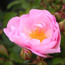 Forever Yours-Rose Picture of Forever Yours-Rose (2022)