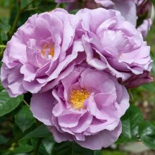 Forget Me Not Std 45cm-Rose Picture of Forget Me Not Std 45cm-Rose (29941)