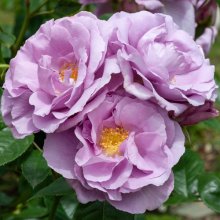 Forget Me Not-Rose Picture of Forget Me Not-Rose (29804)