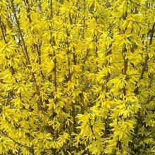 Forsythia Karl Sax Picture of Forsythia Karl Sax (8698)