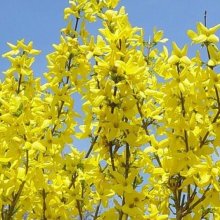 Forsythia Lynwood Gold Picture of Forsythia Lynwood Gold (8699)