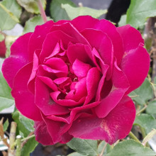 Picture of Francis Dubreuil-Rose (2034)