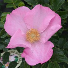 Picture of Frau Dagmar Hastrup-Rose (2036)