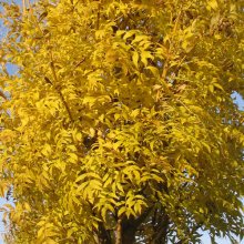 Fraxinus Aurea Picture of Fraxinus Aurea (2037)