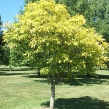 Fraxinus Green Glow Picture of Fraxinus Green Glow (2039)
