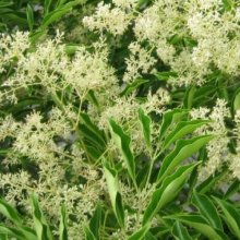 Fraxinus Griffithii Picture of Fraxinus Griffithii (2040)