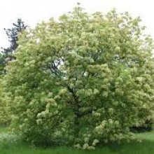 Fraxinus Ornus Picture of Fraxinus Ornus (2043)