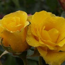 Freedom Std 80cm-Rose Picture of Freedom Std 80cm-Rose (2046)