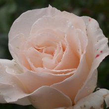 French Lace Std 35 45cm-Rose Picture of French Lace Std 35 45cm-Rose (30140)