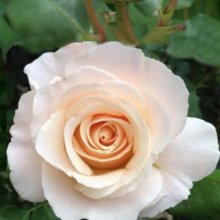 French Lace Std 80cm-Rose Picture of French Lace Std 80cm-Rose (2054)