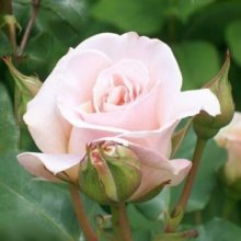 French Lace-Rose Picture of French Lace-Rose (2053)