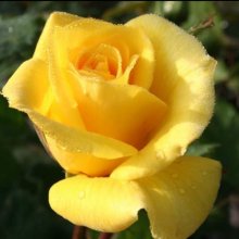 Friesia Std 35 to 45cm-Rose Picture of Friesia Std 35 to 45cm-Rose (9367)