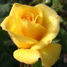 Friesia-Rose Picture of Friesia-Rose (2057)