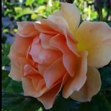 Frilly Jilly Std 80cm-Rose Picture of Frilly Jilly Std 80cm-Rose (2061)