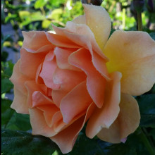 Frilly Jilly-Rose Picture of Frilly Jilly-Rose (2060)