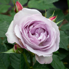 Picture of Frosty Moon Std 80cm Single Bud-Rose (31136)