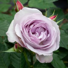 Frosty Moon Std 80cm-Rose Picture of Frosty Moon Std 80cm-Rose (30584)