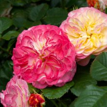 Fruit Salad-Rose Picture of Fruit Salad-Rose (30896)