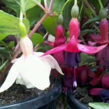 Picture of Fuchsia Exotic Series (7687)