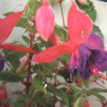 Picture of Fuchsia Jacq Puts (30983)
