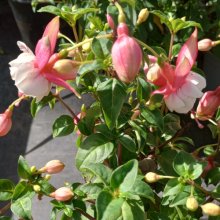 Picture of Fuchsia Margaret Kendrick (8381)