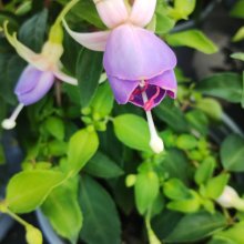 Picture of Fuchsia Prince Thor (30985)