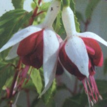 Picture of Fuchsia Rita Depre (30984)
