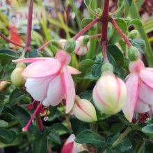 Picture of Fuchsia Wendy Van Waten (30987)